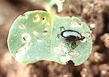 Altises d hiver ou grosses altises Il s agit d un gros coléoptère de 3 à 5 mm de long au corps noir et brillant avec des reflets bleus métalliques sur le dos.