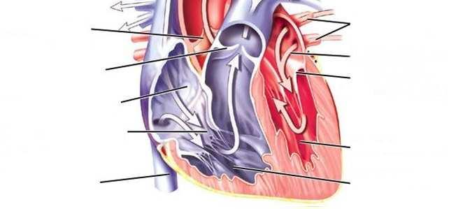 Aorte/crosse aortique Veine cave supérieure Artères pulmonaires Valvules sigmoïdes