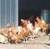 Créer un atelier de volailles en Bio Poulets de chair et/ou poules pondeuses