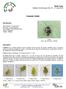 Petits fruits Bulletin d information No 15 17 mai 2013 PUNAISE TERNE. Description. Identification