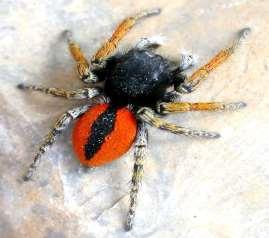 PHILAEUS Une espèce, présente en PACA ; commune, avec un mâle rouge et noir facile à reconnaitre alors que la