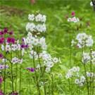 Floraison en mai, juin. Primula japonica 'Miller's Crimson' préfère une terre fraîche, un sol lourd sous un soleil atténué ou un terreau humide à mi-ombre.
