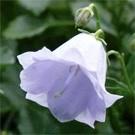 abondante, se prolongeant dans l'été. Campanula poscharskyana 'Hirsch Blue' présente des fleurs bleu lavande à gorge blanche et un feuillage bien vert toute l'année. 3.90 - Godet de 9 cm 4.