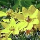 Association détonante : Coreopsis 'Zagreb' et Crocosmia 'Lucifer'. Fleurs en étoiles (d'or évidemment) et feuillage fin, plumeux disons comme une asperge? Floraison continue de juin à septembre.