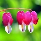 Sa floraison rose tendre peut être associée aux bleus des géraniums vivaces, au feuillage argent des Armoises, en mélange avec des graminées à feuillage bleu glauque : Poa, Agropyron, Festuca,