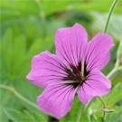 Rabattre le feuillage fin juillet pour un redémarrage la végétation et une nouvelle mise à fleur. GERANIUM ENDRESSII 'WARGRAVE PINK' (1635) Fleurit deux fois.