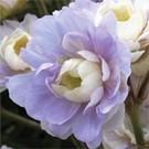 Il forme une touffe dense et fleurit sans discontinuer de juin à septembre. Rustique, costaud et accommodant, Geranium 'Sue Crûg' pousse partout!