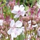 Comme tout geranium vivace, il apprécie d'être tailler au cœur de l'été ou quand il fâne. La repousse sera d'autant plus belle. Hauteur : 40 cm. Utilisation en bordure ou plate bandes de vivaces.