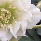 30 à partir de 3 HELLEBORUS ORIENTALIS 'DOUBLE PICOTEE' (2527) Helleborus orientalis 'Double Picotee' est une charmante sélection à fleur double blanc-crème, veinée de pourpre. Hauteur : 40 cm.