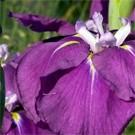 watti, Iris confusa, plante vivace rhizomateuse originaire de l'ouest de la Chine, forme, avec son allure de mini-bambou ou d'orchidée géante, des touffes
