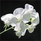 Au jardin, Lamium maculatum est apprécié pour sa croissance rapide, son extrême facilité de culture, son effet couvre-sol et son joli feuillage maculé de blanc argenté.