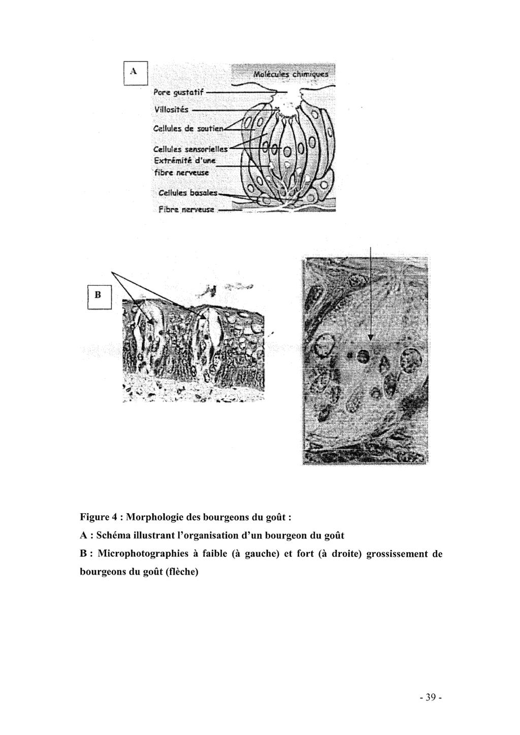 Figure 4 : Morphologie des bourgeons du goût : A : Schéma illustrant l'organisation d'un bourgeon du goût