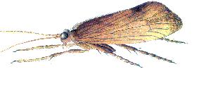 Sedge Le sedge Le sedge est l imitation de la phrygane qui appartient à l'ordre des trichoptères (éthymologiquement ce mot signifie aile poilue ). Sa larve ressemble à un gros asticot.