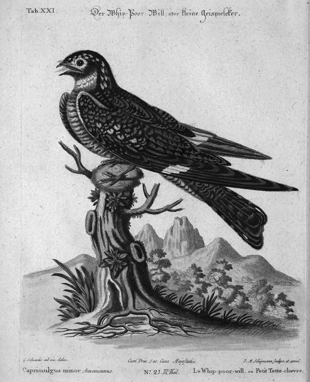 Recueil des divers oiseaux étrangers et peu connus qui se trouvent dans les  ouvrages de Messieurs Edwards et Catesby, représentés en taille-douce et  exactement coloriés par Jean-Michel Seligmann. Tome 8