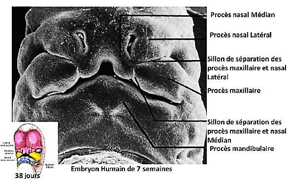 Aspect morphologique et régulation de l odontogénèse I - Mise en place de l épithélium odontogène La future cavité buccale ou stomodéum correspond à l espace créé entre l ébauche cardiaque et l