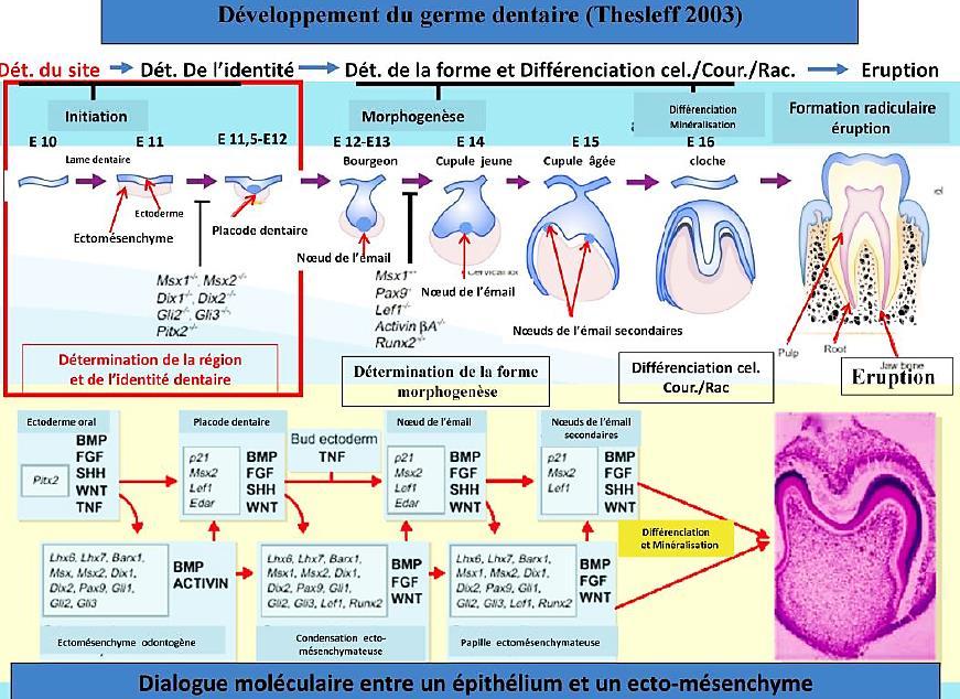 Cette diapositive bien que datant de 2003 vous schématise de façon simplifiée et illustrative non seulement les principales étapes de l odontogenèse mais également les facteurs intervenants dans ce