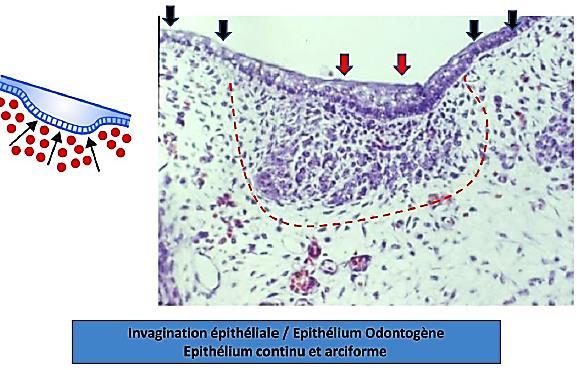 L épithélium odontogène apparaît donc comme un épaississement de l épithélial oral.