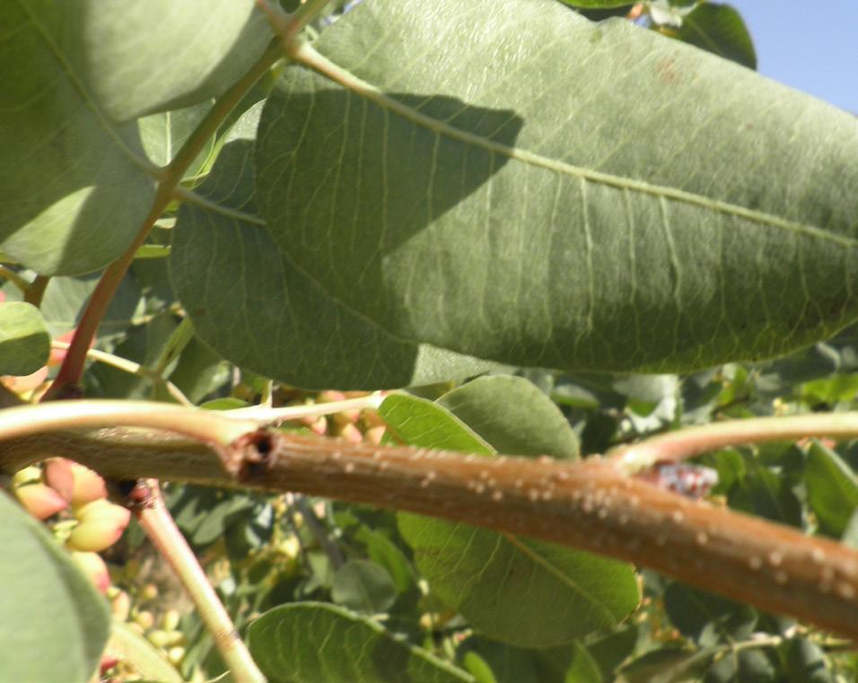 Controle des ravageurs et des maladies du pistachier Les insectes associés à la culture du pistachier dans les vergers du centre ouest de la Tunisie (Kasserine) sont le scolyte (Chaetoptelius