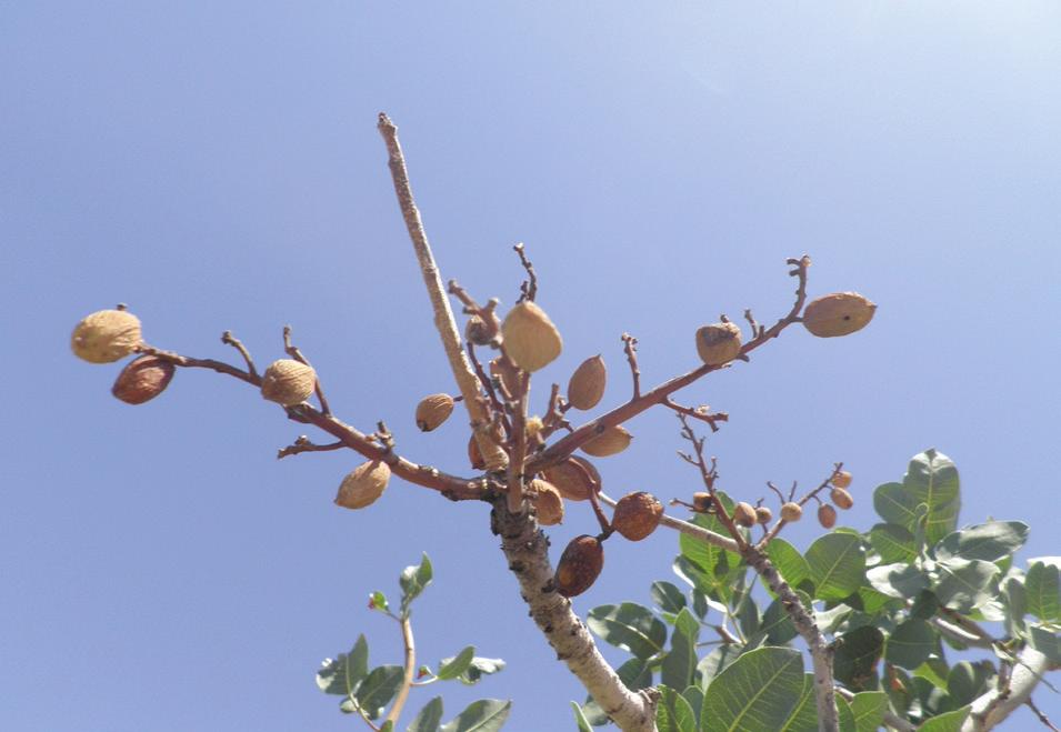 Vers des pistaches Eurytoma (Eurytoma plotnikovi) - Cet insecte a une seule génération ; - La femelle pond un seul œuf par fruit juste après nouaison (fin avril - début mai) ; - Eclosion et
