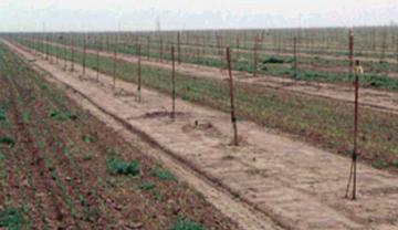 Des nouvelles extensions, essentiellement en pluvial, de la culture du pistachier sont observées dans la zone du centre ouest de la Tunisie.