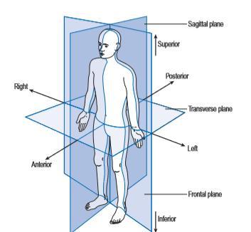 Figure 2 - Position anatomique et 3 plans de l'espace, d après Whittle (2006) (1) Au sein d un segment corporel, des termes spécifiques sont également décrits pour les positions anatomiques telles