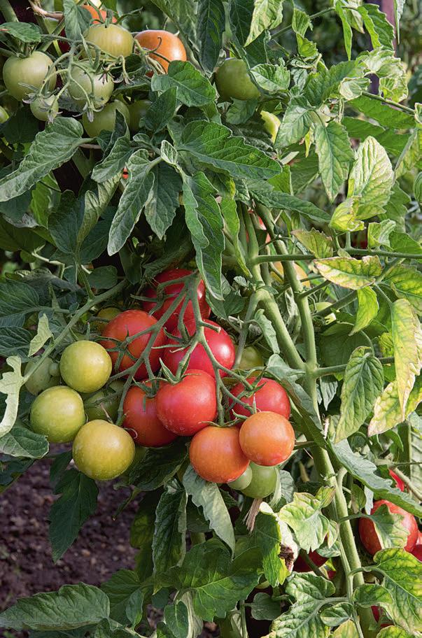 6 Tomatenserie 4 4/2017 Text + Fotos: Ute Studer Tomaten in Kübeln und Töpfen Tomate «Glacier» ist eine sehr frühe Buschtomate aus Schweden.