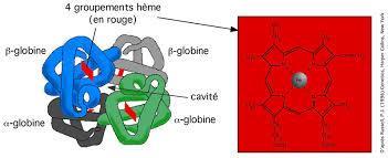 fonction de l hémoglobine) et des enzymes (pour la protection de l Hb et de la membrane contre l oxydation). 2.