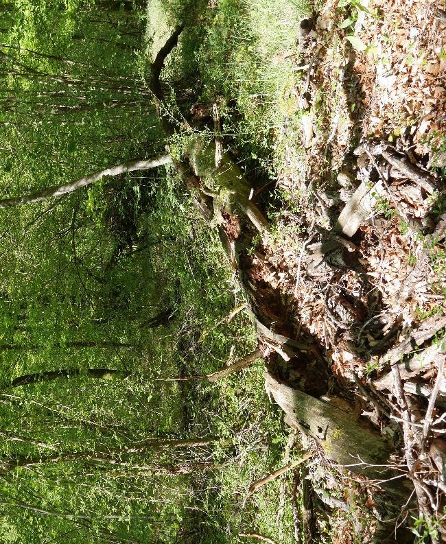 La sauvegarde de l écosystème, une stratégie durable 41 types de «dendro-micro-habitats» ont été recensés dans la forêt du SIGFRA, d après une nomenclature scientifique qui en comporte 47.