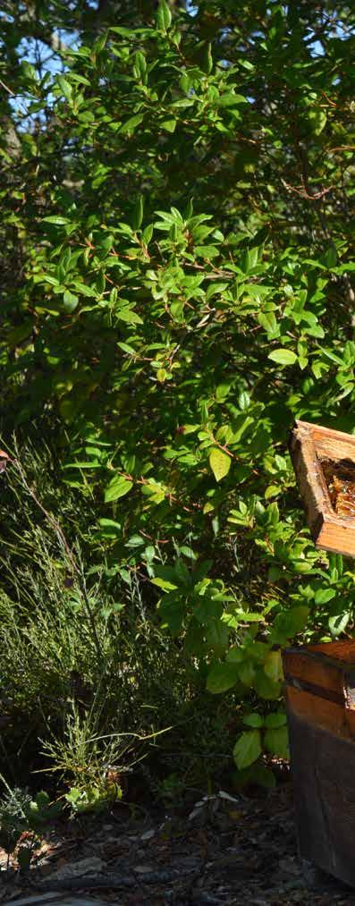 DOSSIER \ MIELLERIE DES EYSSAUTS : L ÉLIXIR DE NOTRE TERRITOIRE Les abeilles au fil des mois À la différence des autres insectes qui ibernent, l abeille iverne approximativement entre le 15 novembre