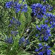 VIVACES AGAPANTHUS umbellatus Brillant blue C 3L 20/30 9.50 Feuillage persistant.belle floraison bleu intense de juin à septembre. Hauteur des tiges 60 centimètres environ.