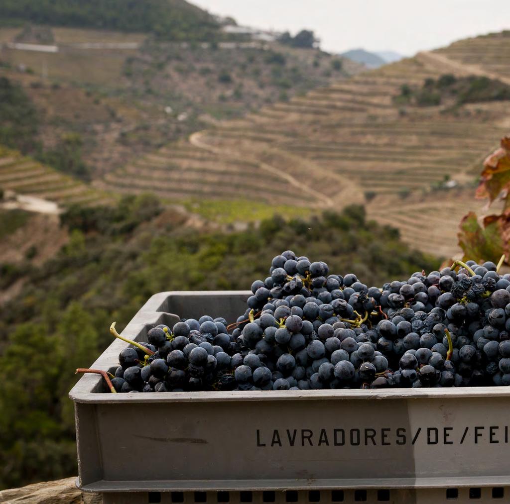 MERUGE DOC Douro Deux grands vins de Lavradores de Feitoria qui expriment avec une grande élégance leur
