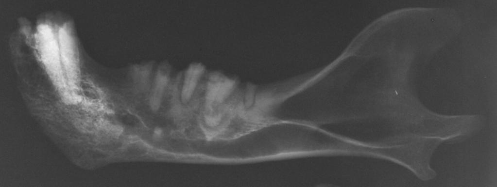 Callou C., Lichtenberg R., Hennet P., Samzun A. & Zivie A. Fig. 10. Radiographie de la mandibule gauche (cliché : R.