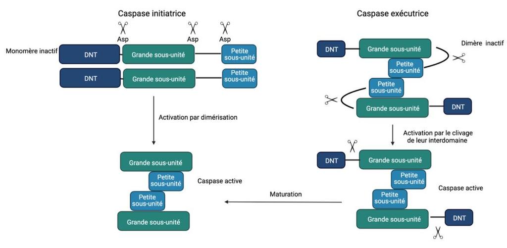 l apoptose comme le cellular FLICE (FADD-like IL-1 -converting enzyme)-inhibitory protein (c-flip) permettant de réguler l activation des caspases initiatrices 8 et 10 (Ramirez et Salvesen, 2018).