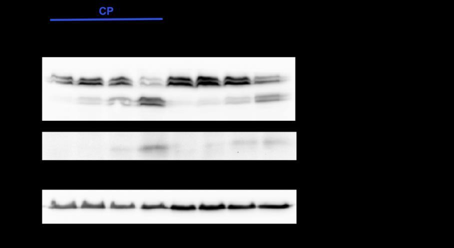 À la suite des multiples tests afin de démontrer la résistance à l apoptose, les cellules HCT-116 CASP3/7 KO sont un modèle idéal pour étudier les substrats des caspases initiatrices dans un contexte
