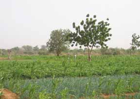 22 L AVENIR DE L ENVIRONNEMENT EN AFRIQUE 2 NOTRE ENVIRONNEMENT, NOTRE RICHESSE L élargissement des terres irriguées est un objectif important pour parvenir à la sécurité alimentaire. Irrigation.