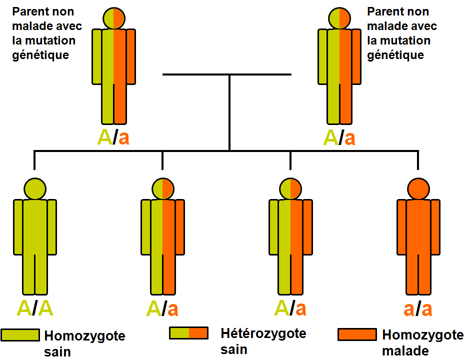 Figure 1 : Illustration de la transmission autosomique récessive. Les deux parents portent le gène muté (a) et le gène normal (A), mais ils ne sont pas malades (on dit qu ils sont hétérozygotes).