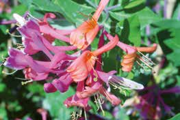 (Campsis grandiflora) : très grandes fleurs d un rouge orangé, rouge ou jaune. 60/100 13,05 100/150 25,15 CHÈVREFEUILLE.