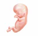QUATRIÈME mois intensification des battements du cœur apparition du lanugo (fin duvet sur le corps) le fœtus mesure environ 15 centimètres (6 pouces) et pèse 110 grammes (4 onces) 4 e La constipation