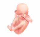HUITIÈME mois le fœtus pèse environ 2,2 kilogrammes (5 livres) et mesure de 40 à 45 centimètres (16 à 18 pouces) 8 e Les brûlures d estomac Les brûlures d estomac sont fréquentes durant la grossesse.