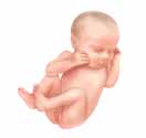 9 e le fœtus pèse de 3,2 à 3,6 kilogrammes (7 à 8 livres) et peut mesurer plus de 50 centimètres (20 pouces) diminution des rides de la peau ouverture et fermeture des yeux réaction à la lumière