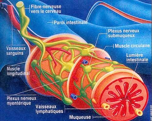 3 II. Le système nerveux entérique A. Anatomie Le système nerveux entérique (SNE) est réparti le long du tube digestif.