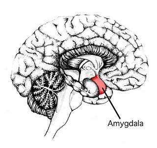 6 faisceau solitaire du bulbe). Elles sont ensuite transmises à l hypothalamus, l amygdale pour arriver enfin au cortex.