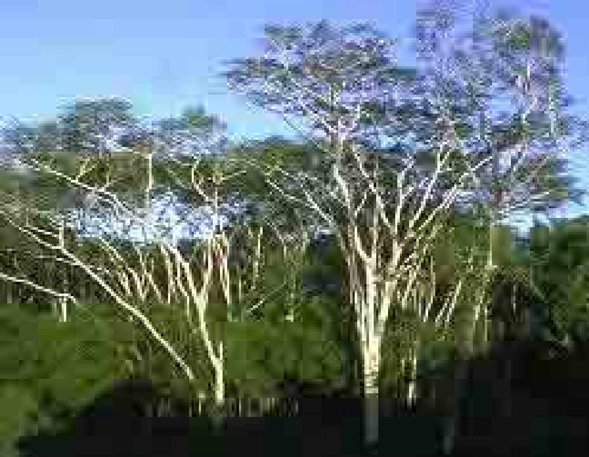 Voici à quoi ressemble un arbre à fièvre Cet arbre favorise l arrivée des moustiques, à cause de l humidité.