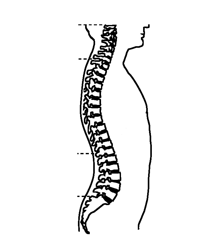 Section cervicale Section dorsale Section lombaire Vertèbre Disque Ces figures présentent la colonne vertébrale : vue de dos ou de face, elle est rectiligne et centrée.