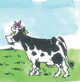 Les repères de conduite pour les génisses laitières L essentiel est de mettre à disposition de l herbe de qualité pendant toute la saison de pâturage pour favoriser la croissance des génisses.
