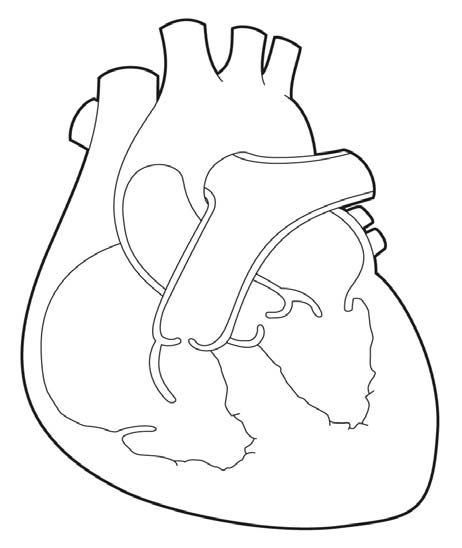 Cœur normal Cœur rigide Muscle cardiaque fort et flexible Muscle cardiaque épais et rigide Au début, l organisme essaiera de