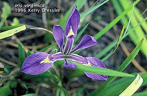 L échantion étudié par Fisher comporte cent cinquante iris provenant de trois espèces distinctes (Iris Setosa, Iris Versicoor et Iris Virginica) à raison de cinquante iris par espèce qui constituent