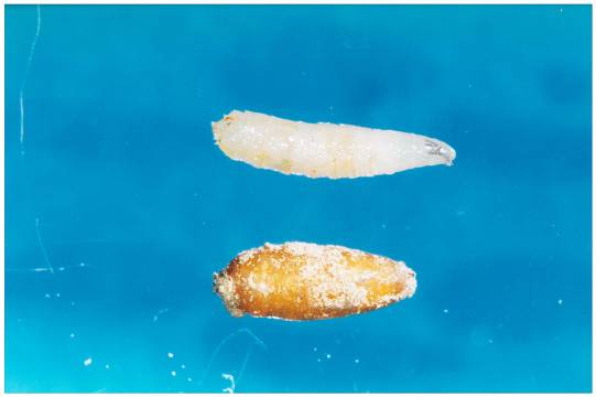 Photo 10 : dégâts de limaces D autres insectes tels que la mouche des semis (Delia platura) observée surtout en présence abondante de matière organique en décomposition
