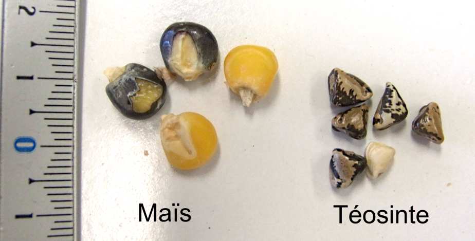 Masse des grains : 10 grains de Maïs = 2.7g 10 grains de Téosinte = 0.6 g Les grains de Téosinte sont entourés d une cupule = glumes soudées.