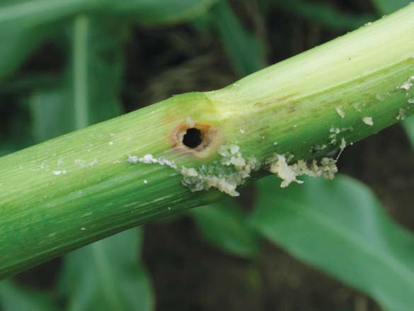 Larves e sont les larves qui causent des dommages au maïs.